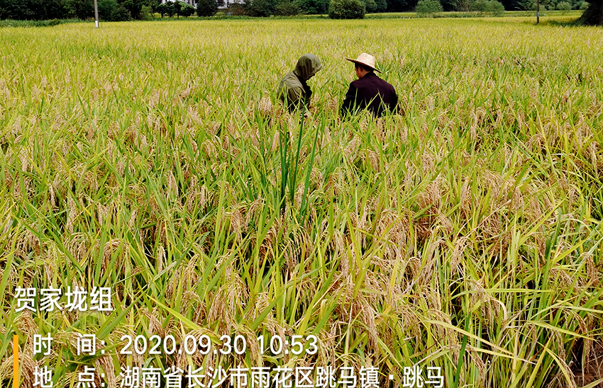 2020年湖南雨花區(qū)政府 采購(gòu)項(xiàng)目實(shí)施后采樣