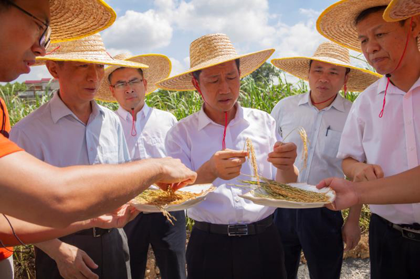 領導視察項目實施情況了解水稻長勢與水稻谷粒飽滿情況