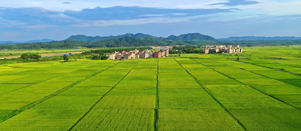 高標(biāo)準(zhǔn)農(nóng)田場景